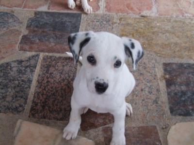 Iara – Zuckersüßes Schneeweißchen nimmt Familienpeilung auf