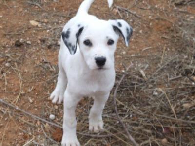 Iara – Zuckersüßes Schneeweißchen nimmt Familienpeilung auf