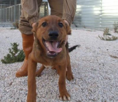 Canela – Liebe, fröhliche Knutschkugel in den Startlöchern!