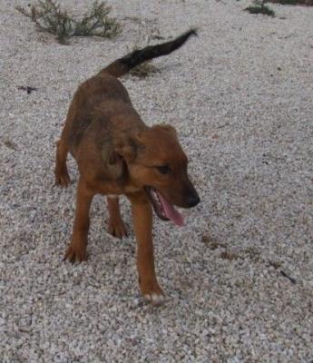 Canela – Liebe, fröhliche Knutschkugel in den Startlöchern!