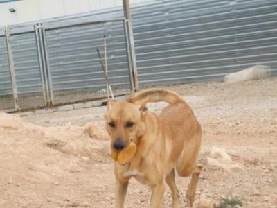 Barbara – DIE Hündin für den Anfänger, den Sportler und die Familie!