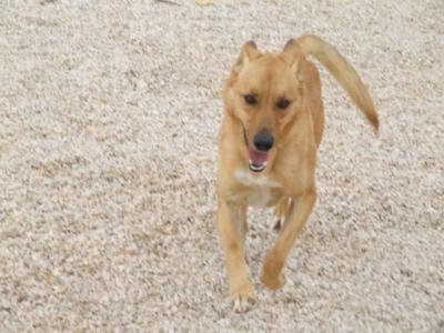 Barbara – DIE Hündin für den Anfänger, den Sportler und die Familie!