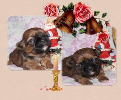 Shih Tzu Welpen -kleinerer Typ-