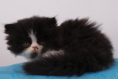 traumhafter kleiner Perser Kater mit besten Papieren!!!