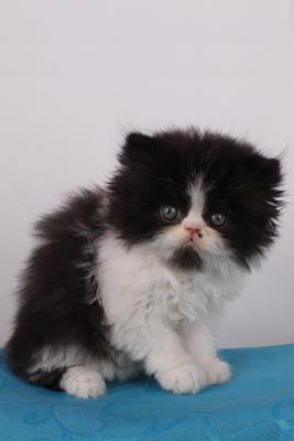 traumhafter kleiner Perser Kater mit besten Papieren!!!