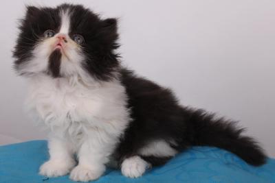 traumhafter kleiner Perser Kater mit besten Papieren!!!