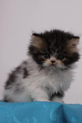 Mein Name ist Massimo und ich bin ein süßer, klein...