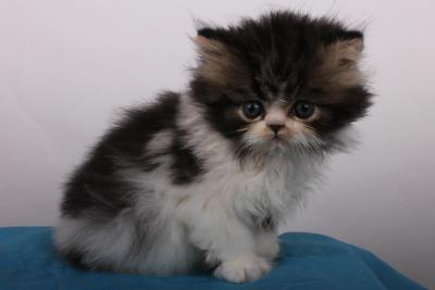 Mein Name ist Massimo und ich bin ein süßer, klein...