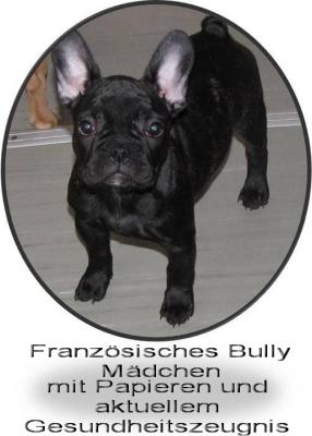 Französische Bulldoggen mit Papieren
