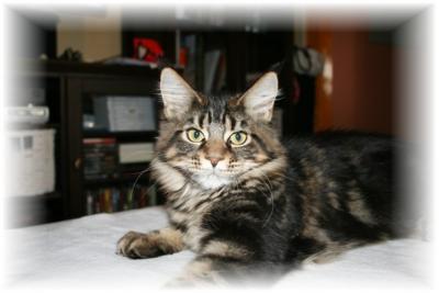 Wir haben Maine Coon Kitten