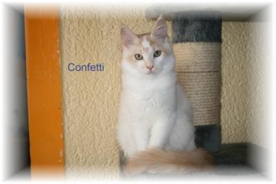 Wir haben Maine Coon Kitten