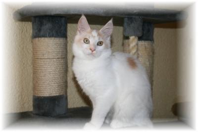 Wir haben Maine Coon Kitten