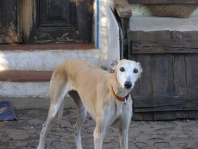 Grace – Geschundene, wundervolle Galga bittet um ihr endgültiges Zuhause!