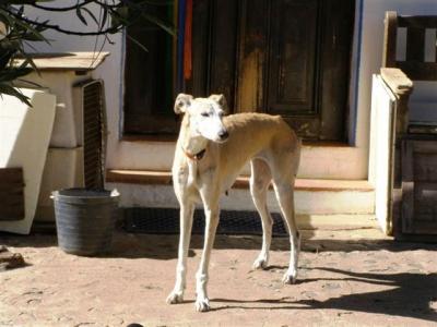 Grace – Geschundene, wundervolle Galga bittet um ihr endgültiges Zuhause!