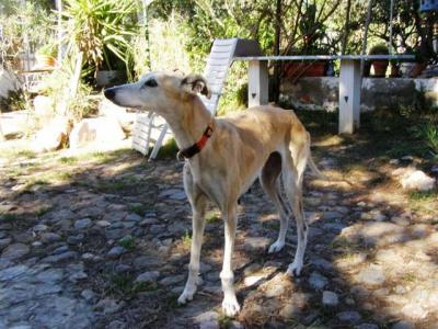 Grace – Geschundene, wundervolle Galga bittet um ihr endgültiges Zuhause!