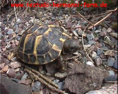 Italienische Landschildkröten Testudo hermanni hermanni Nachzucht 2010