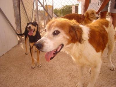 Botón - wer gibt diesem lieben Hundeopi noch eine Chance??