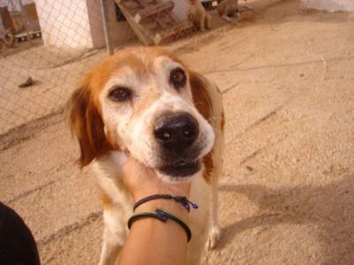 Botón - wer gibt diesem lieben Hundeopi noch eine Chance??