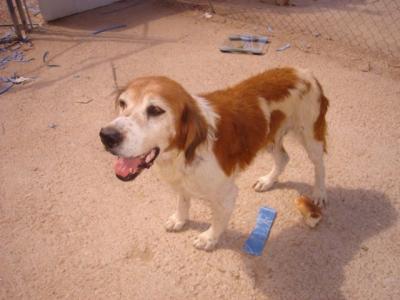 Botón - wer gibt diesem lieben Hundeopi noch eine Chance??