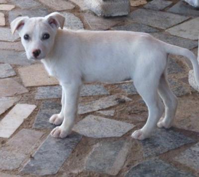 Lima – Achtung knuffeliger Dalmatinerwelpen Alarm!