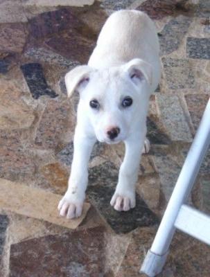 Lima – Achtung knuffeliger Dalmatinerwelpen Alarm!