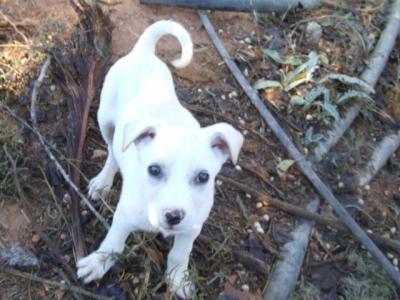 Lima – Achtung knuffeliger Dalmatinerwelpen Alarm!