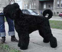 Schwarz Russischer Terrier