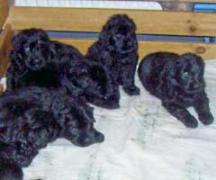 Schwarz Russischer Terrier