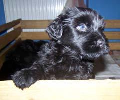 Schwarz Russischer Terrier
