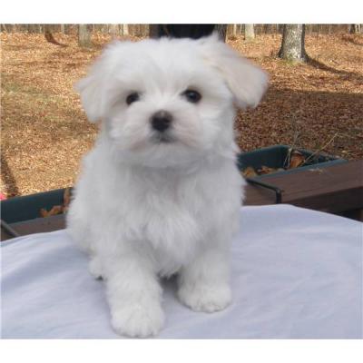 Zauberhafte kleinbleibende Malteser welpen