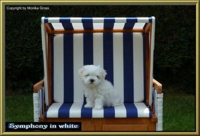 Malteserwelpe (Rüde)