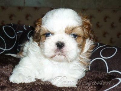 Gesunde kleine Shih Tzu Welpen mit Papieren