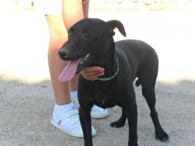 Charlie – Kinderfreundlicher „Man in Black“ im Familien Suchmodus!