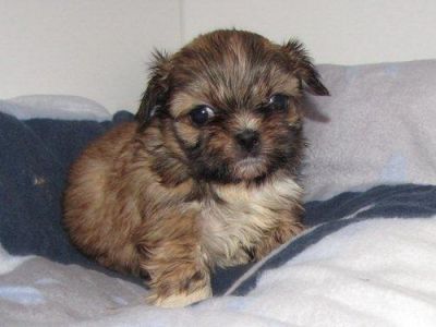 Kleine süße Shih Tzu Babys