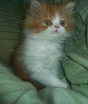 Nur noch ein Perserkater ist da!!!