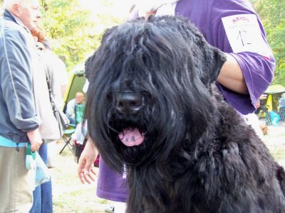 Welpen Schwarze Terrier