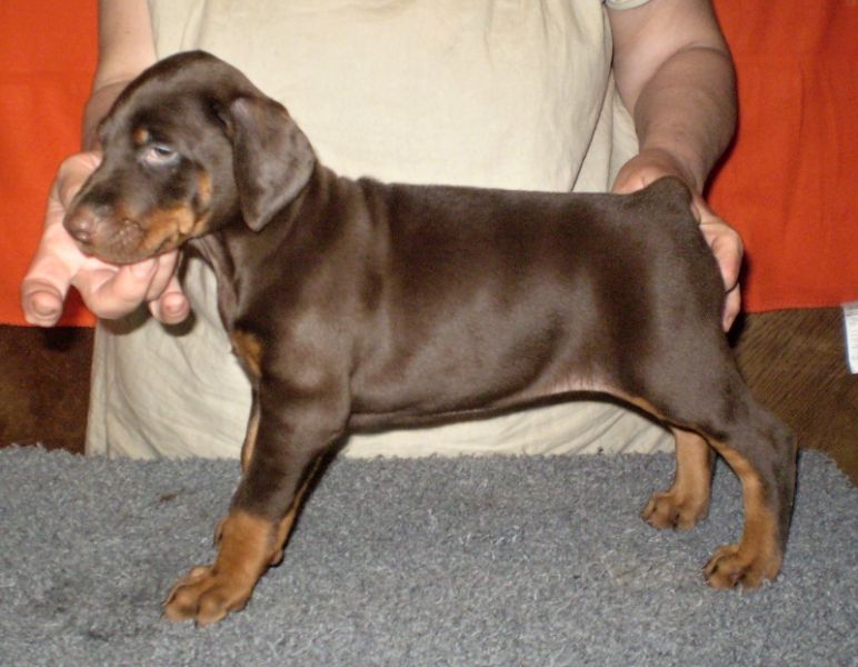 Dobermann - braune und schwarze Welpen mit FCI Papieren aus CZ Zucht