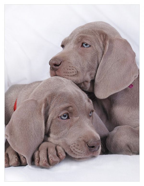 Weimaraner Welpen zu verkaufen!