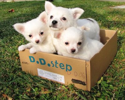 Chihuahua Welpen langhaar