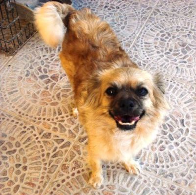 .Tatiana – Ganz liebe, kleine Hundemama hofft endlich auf ihr Coucheckchen!