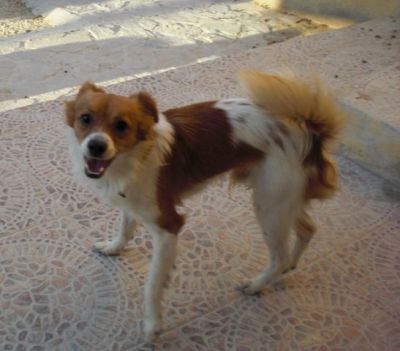 Roby – Zartes, bildschönes Flöhchen bittet um sanfte Kraulhände!