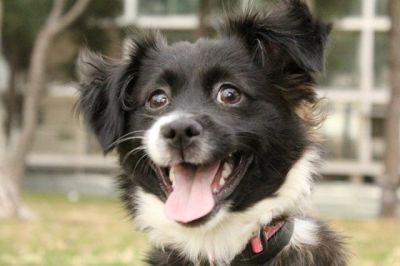 Pebbles – Fräulein „Achtung, hier komm ich“!