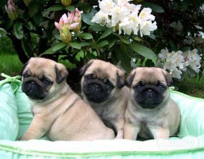 100% EU-registrieren mops welpen mit Alle medizinischen Unterlagen