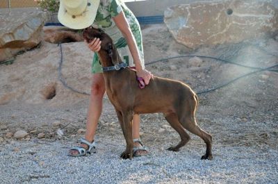 Charles – Noblesse, Loyalität und Schönheit bitten um Wärme & Liebe!