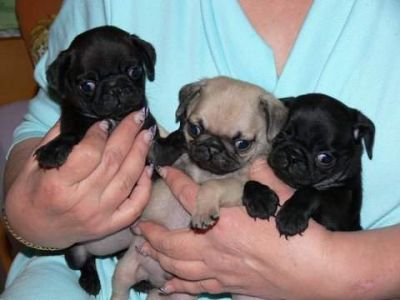 fantastisch und gut ausgebildete Mops Welpen