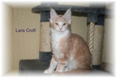 Wir haben noch Kitten mit einem genialen Maine Coon Look