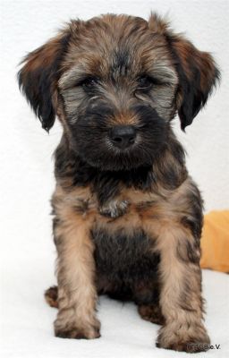 3 Tibet Terrier Welpen