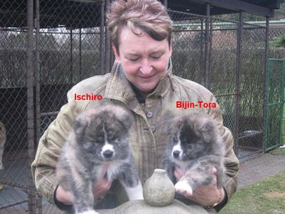 Akita-inu Welpen aus Almaju.cz
