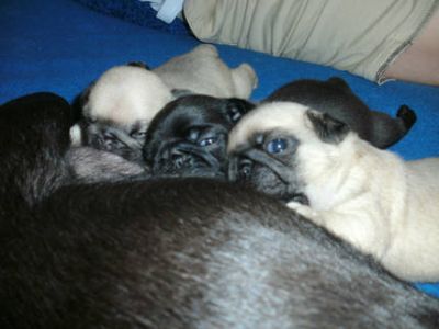 Süße kleine reinrassige Mops Welpen m/w suchen ein neues zu Haus