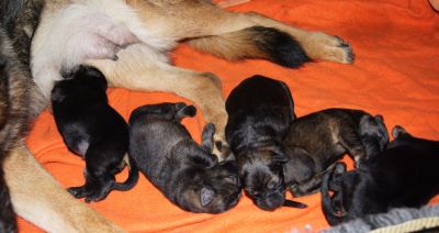 DSH Welpen Unkas vom Riedschlurgi / Warina von der Burg Haidstein